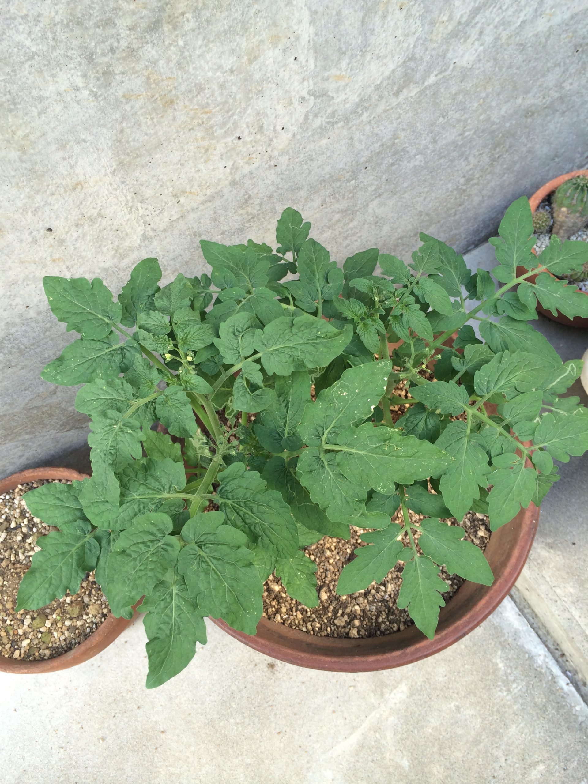 Facebookはじめました！